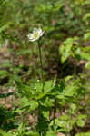 Tall thimbleweed